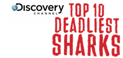 View Top 10 Deadliest Sharks Gallery.